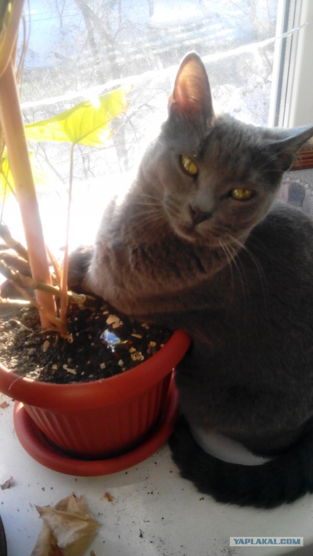 Котики в цветах!