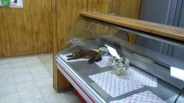 Кошка, которая гуляет сама по себе
