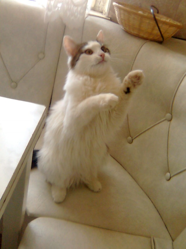 Котовторник 09.06.2015