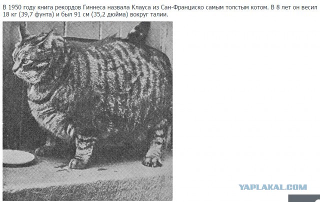 Сколько в мире кошек