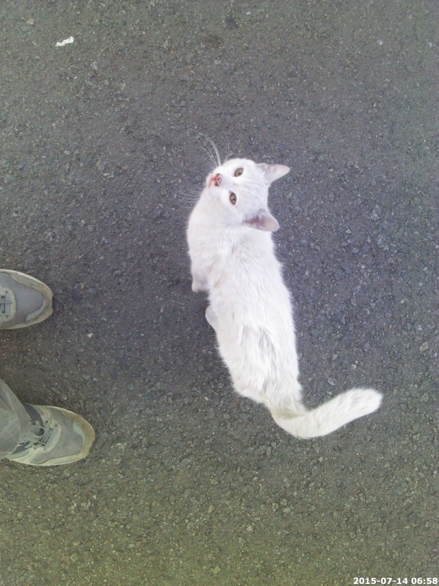 Котовторник 14.07.2015