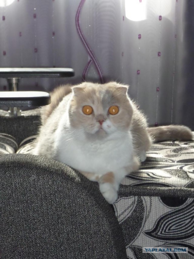 Котовторник 11.08.2015