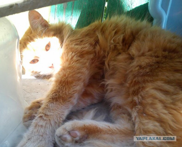 Котовторник