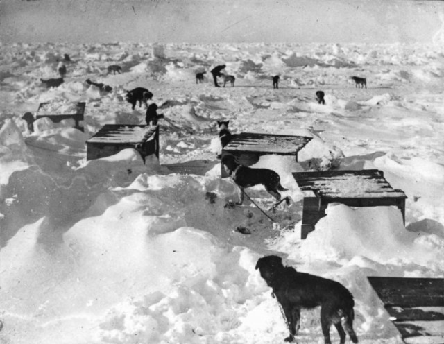 История выживания среди льдов Антарктики