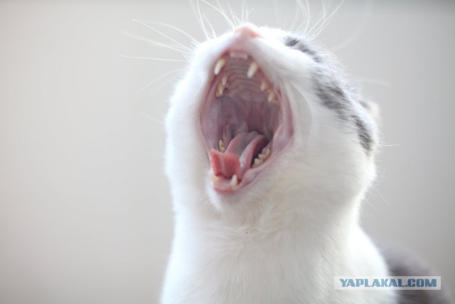 Котовторник  27.10.2015