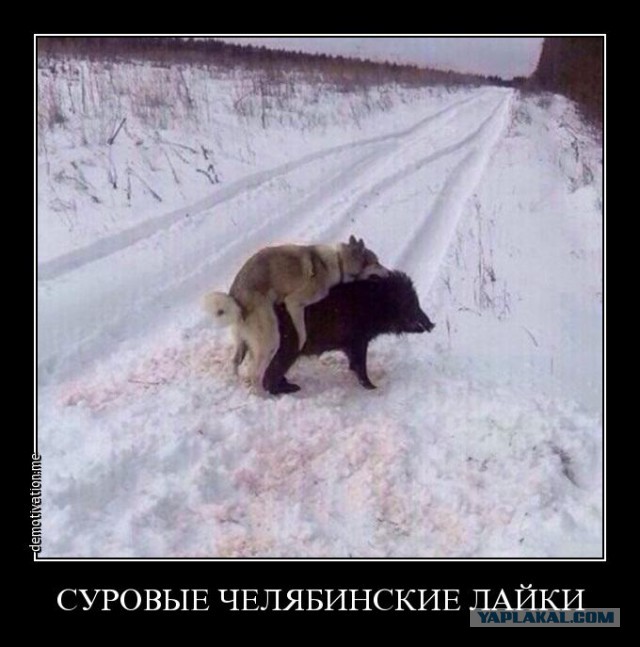 Четверг? тогда собакены