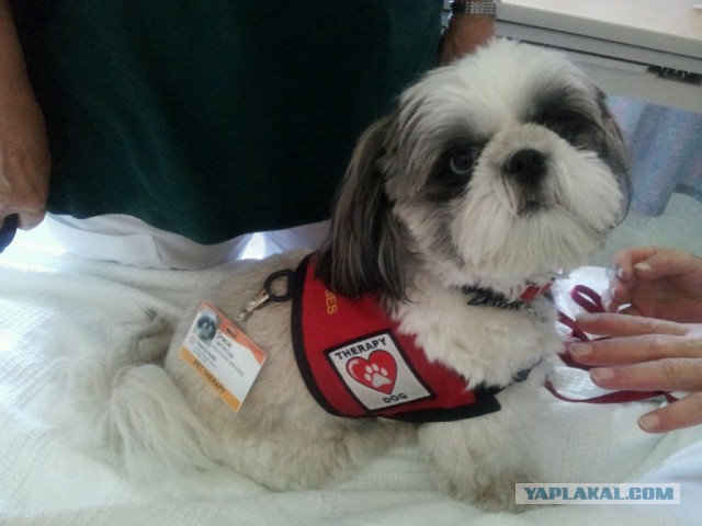 Собакочетверг же, ау!