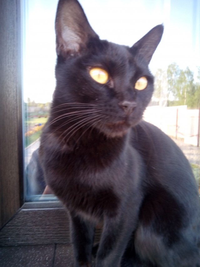Котовторник  10.05.2016