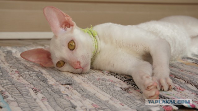 Котовторник 05.07.16