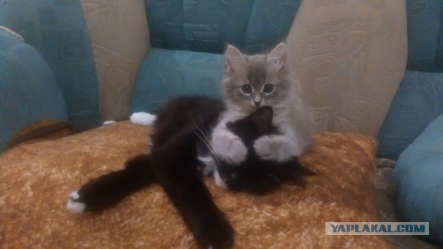 Котовторник 25.10. 2016