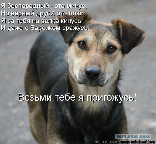 Собака из приюта