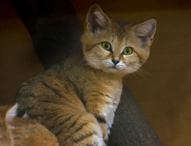 Коты из сети