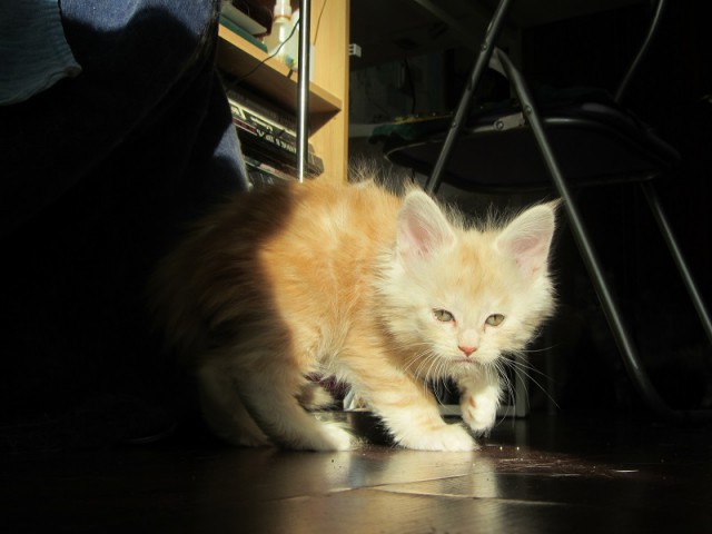 Котовторник 28.02.2017