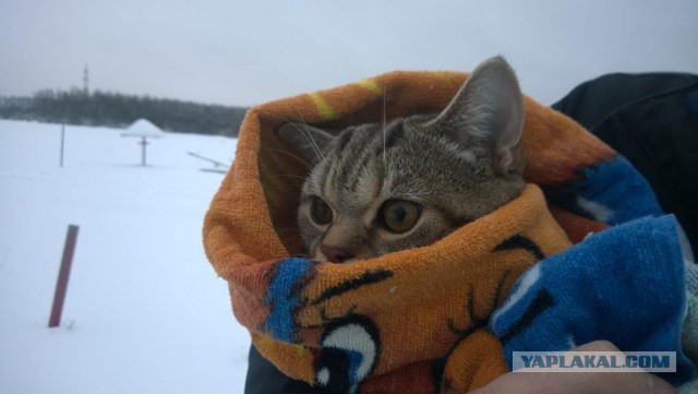 Котовторник 07.03.2017