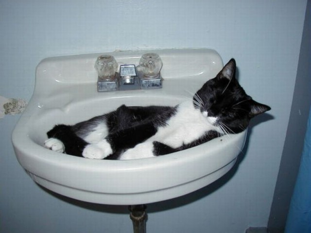 Коты и Кошки