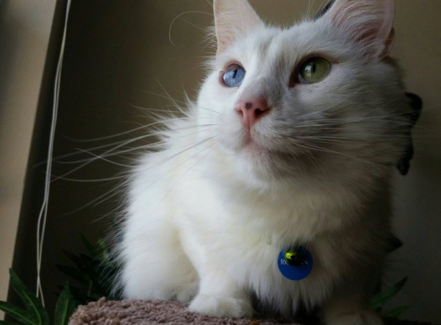 Коты и Кошки