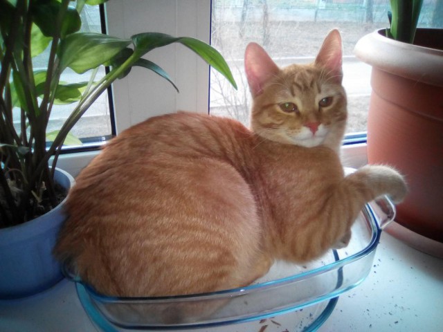Котовторник 2.05.2017