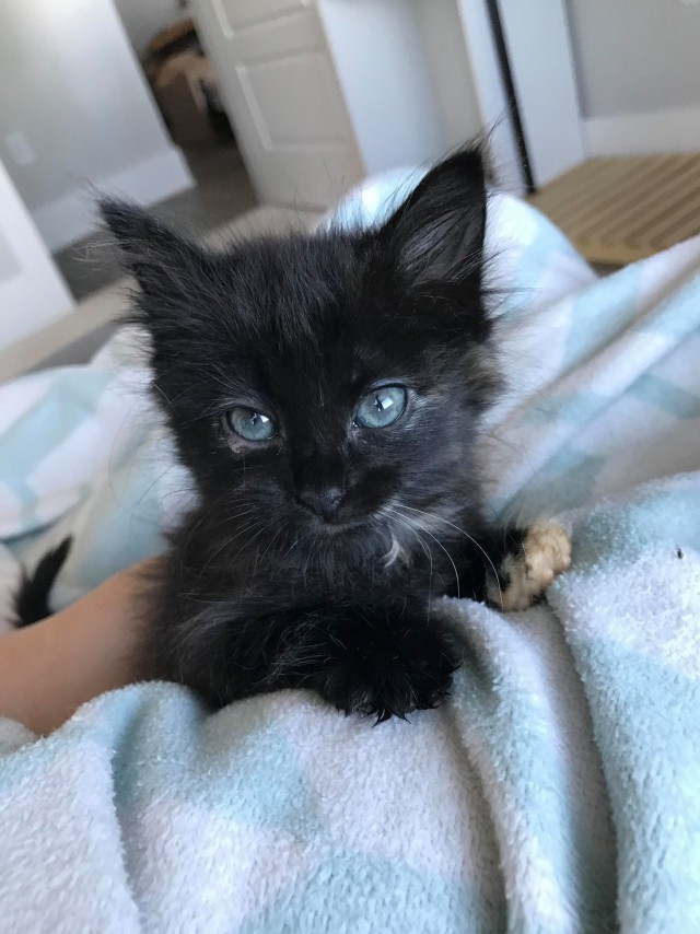 Коты и Кошки