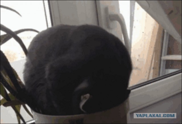 Правильно ли спит кот?