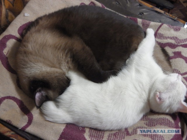 Котовторник 20.03.2018
