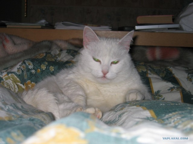 Котовторник на ЯПлакалъ 08.07.2008