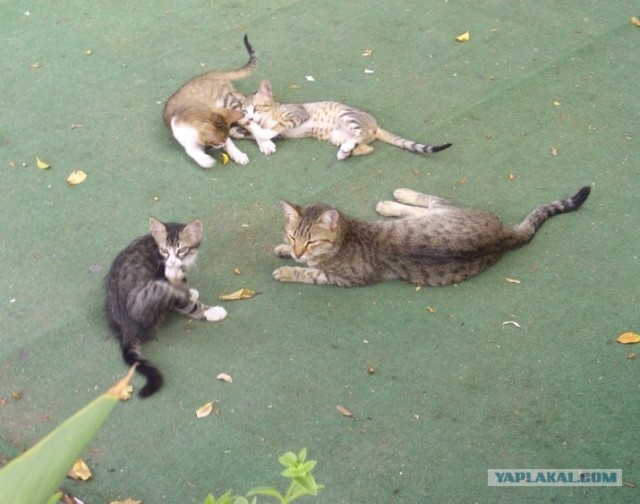 Котовторник на ЯПлакалъ