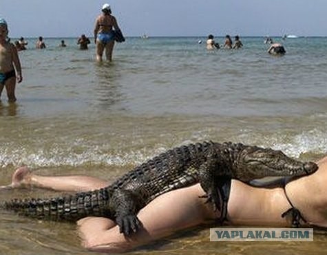 И крокодилу хочется любви