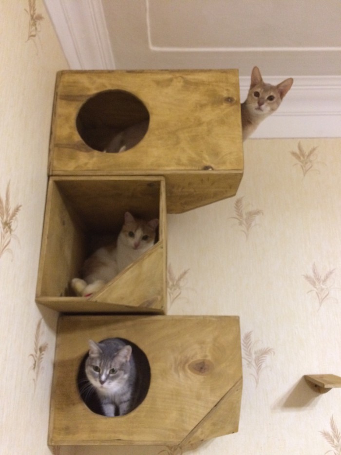 Котовторник  31.07.2018
