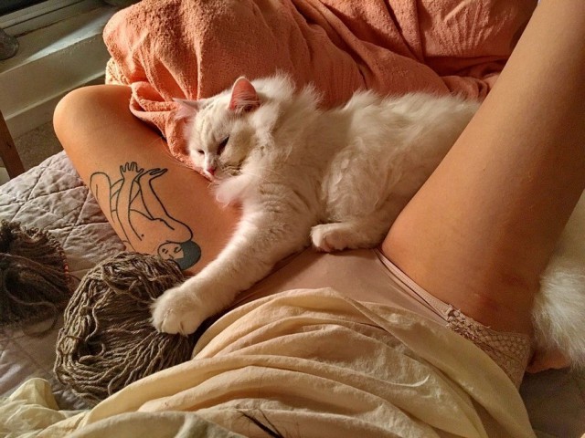 Прикольных котов пост