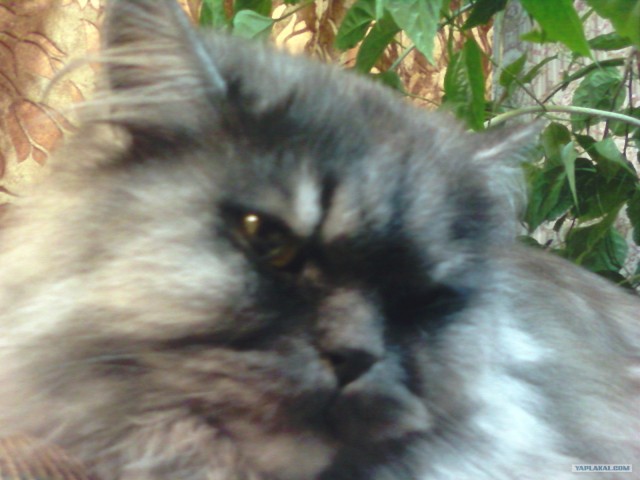 Котопятница