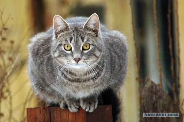 В рамках "Котовторника" (35 фот)