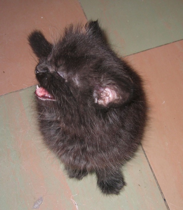 Котовторник