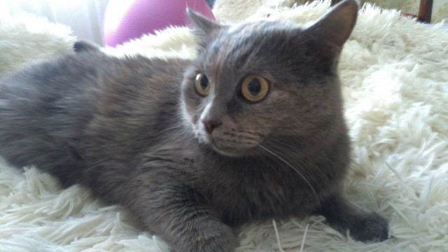 Котовторник 11.09.18.