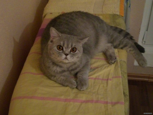 Котовторник 4.01.2011 - первый котовторник года