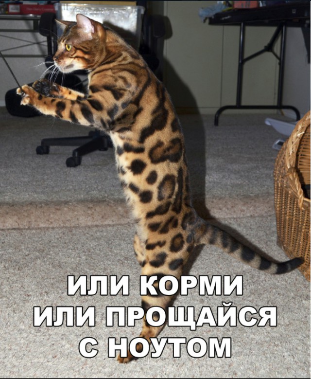 Немного милоты