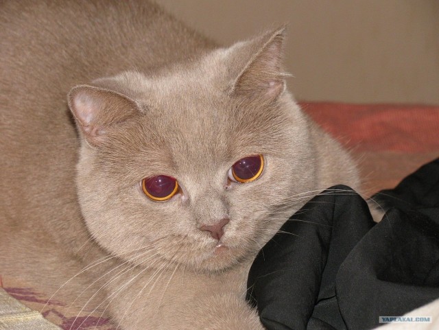 Котовторник с Максом