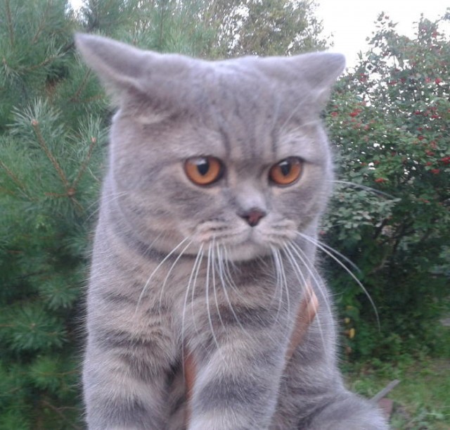 Котовторник 06.12.2011