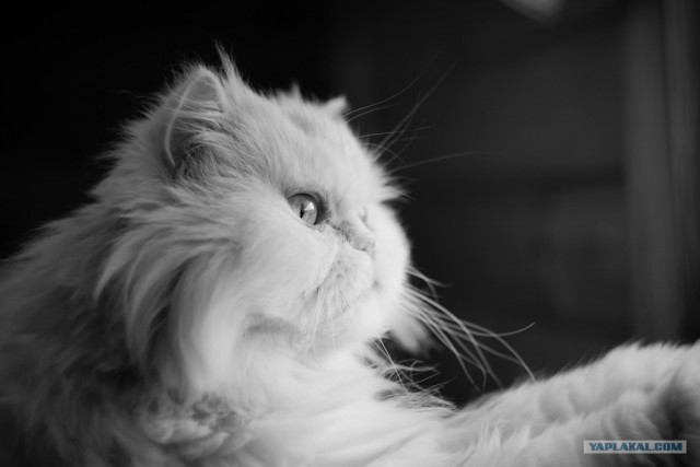 Котовторник (24. 01. 2012 )