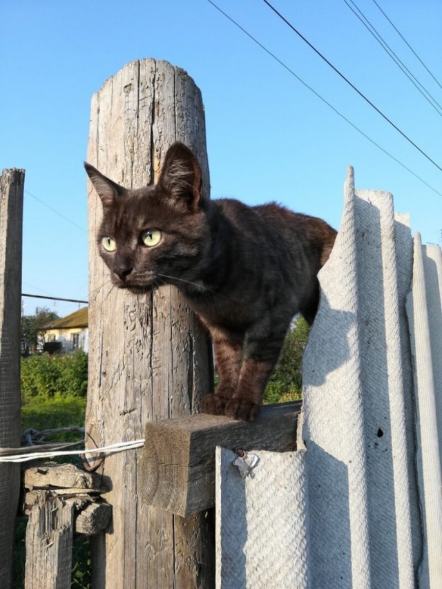 Котовторник 29.01.2019!