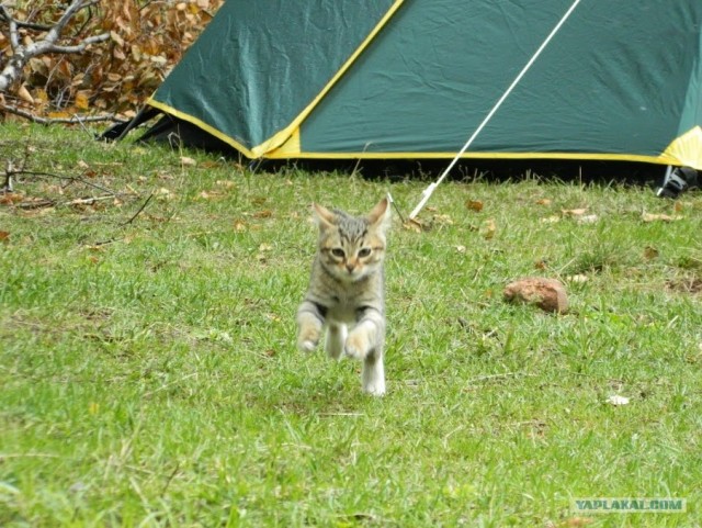 Котовторник 19.02.2013