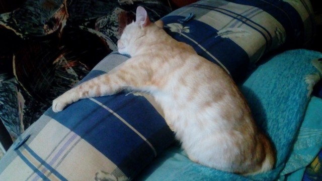 05.03.19 Котовторник же