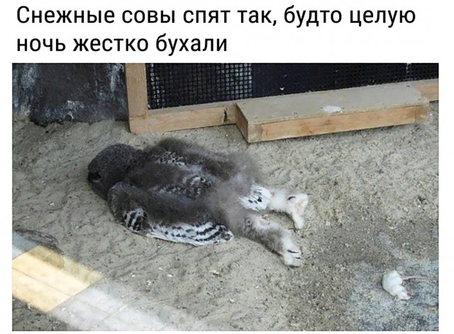 Специфический такой юмор