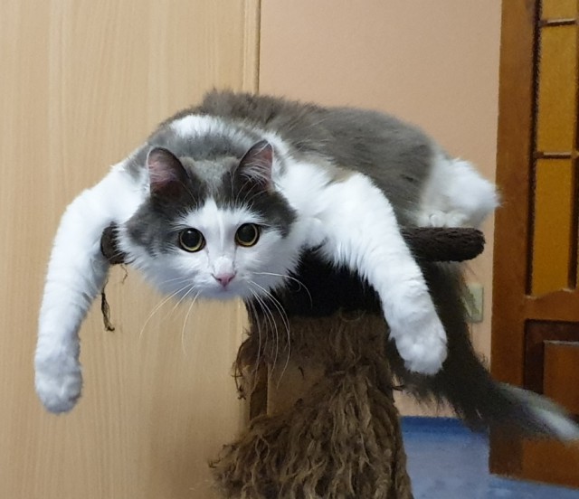 Котовторник! начнем? 04.06.19