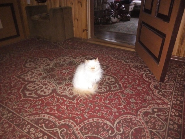 Котовторник  06.08.2019