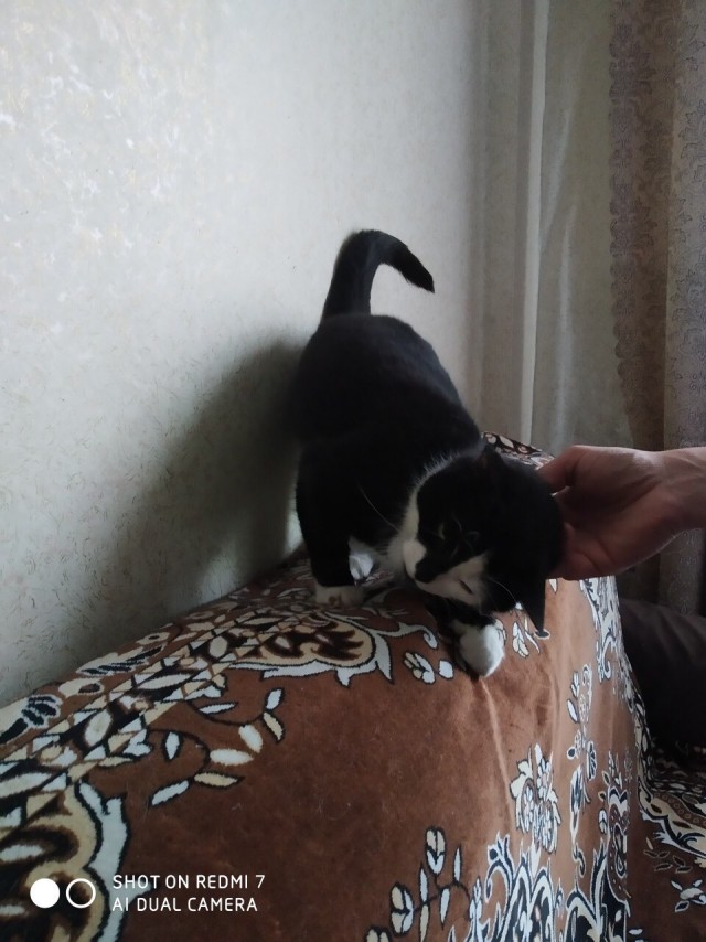 Забавные фото котеек