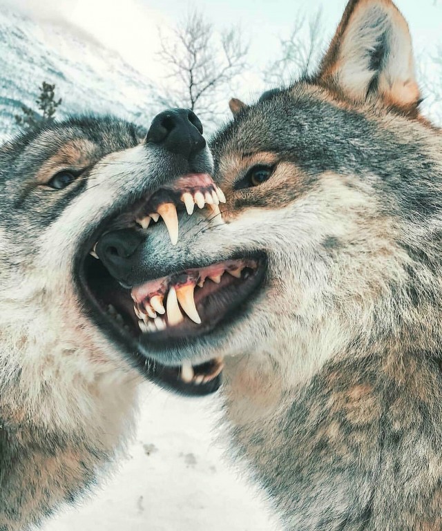 Живность из сети