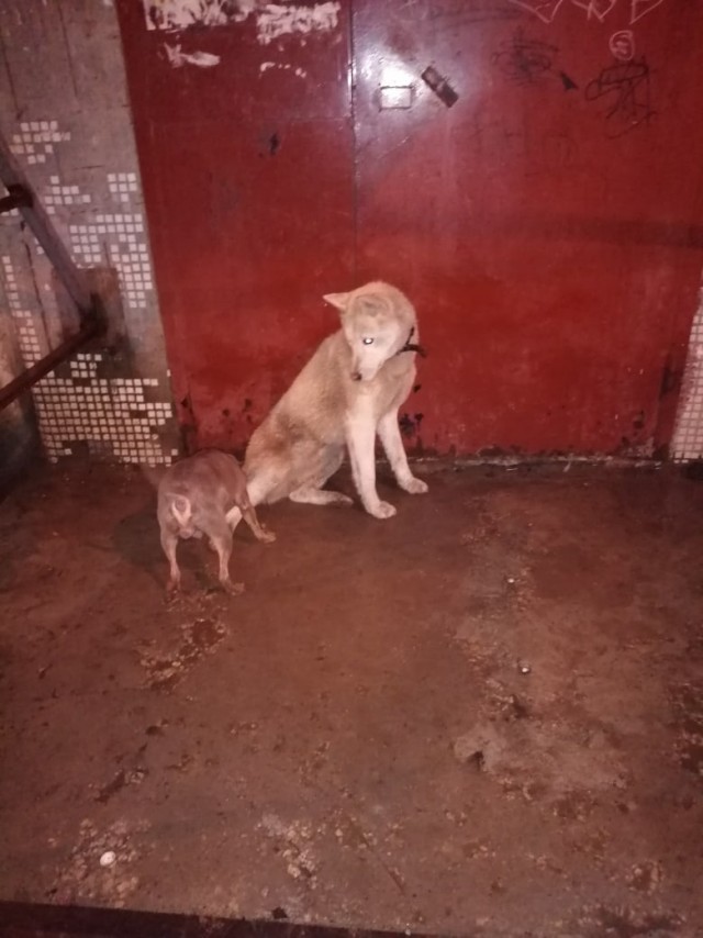 Город гомель последняя неделя найденных животных. Найдена рыжая кошка. Город гомель последняя неделя найденных животных. Город гомель последняя неделя найденных животных. Город гомель последняя неделя найденных животных.