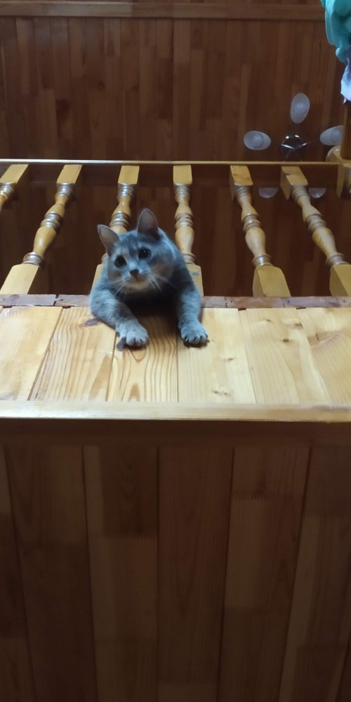 Котаны со странностями