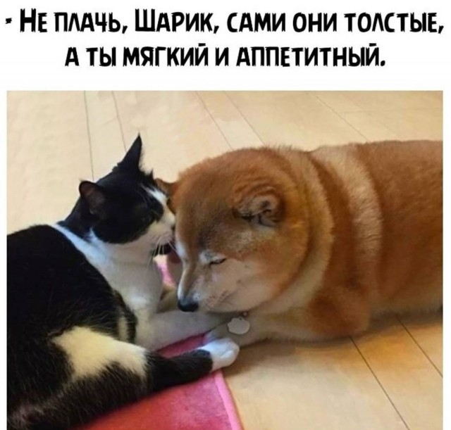 В завершение котовторника.