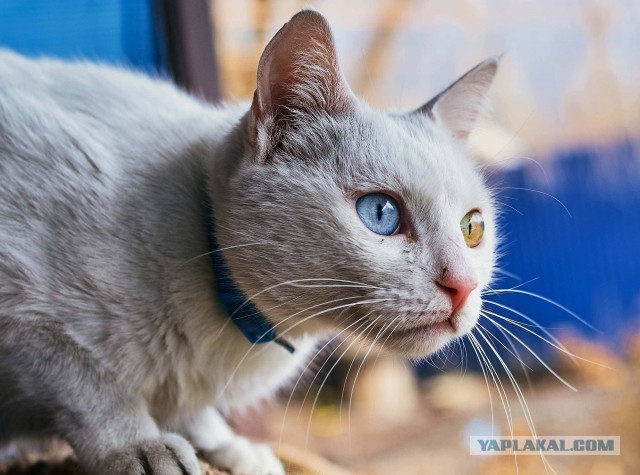 Котовторнику быть!